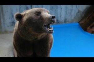 PETA Rescues 17 Bears From Concrete Pits | PETA Animal Rescues