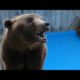 PETA Rescues 17 Bears From Concrete Pits | PETA Animal Rescues