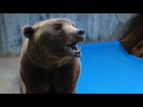 PETA Rescues 17 Bears From Concrete Pits | PETA Animal Rescues