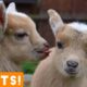 [PETS FOR KIDS] Try Not To Laugh Animals Cute & Funny Goat Fail Compilation April 2018