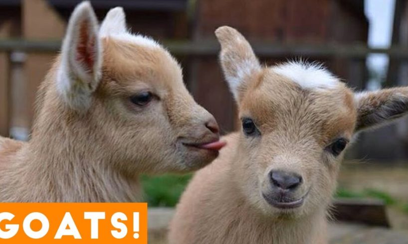 [PETS FOR KIDS] Try Not To Laugh Animals Cute & Funny Goat Fail Compilation April 2018