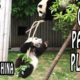 Pandas Playing at Chengdu Panda Reserve | Chengdu, What To Do?