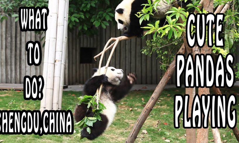 Pandas Playing at Chengdu Panda Reserve | Chengdu, What To Do?