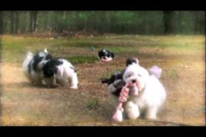Peace Love/Blossom Havanese on Too Cute Puppies Episode