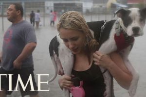 People Are Rescuing Pets From Hurricane Harvey Flooding: Many People, Animals Still Stranded | TIME