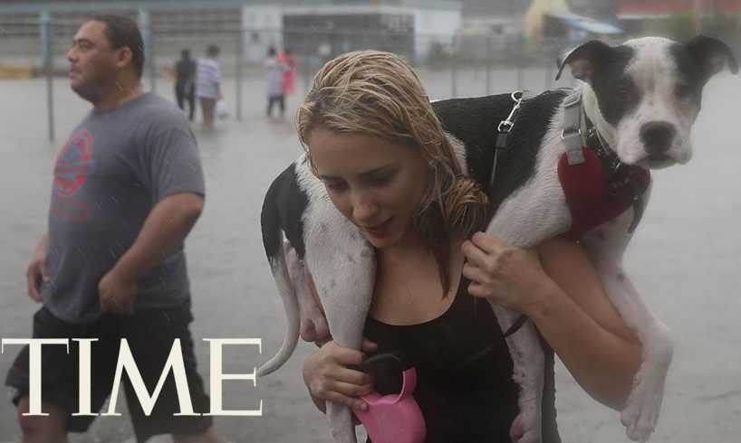 People Are Rescuing Pets From Hurricane Harvey Flooding: Many People, Animals Still Stranded | TIME