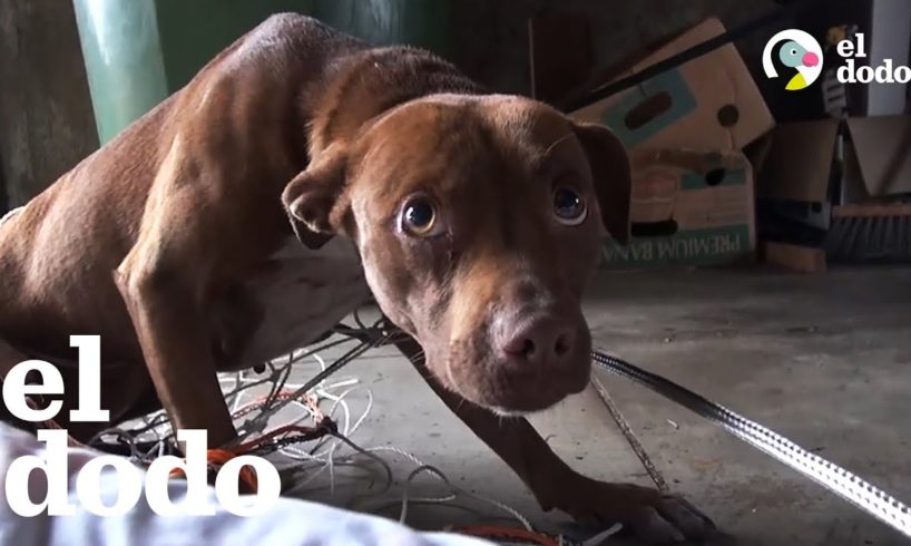 Perrita extraviada pasa una transformación sorprendente | El Dodo