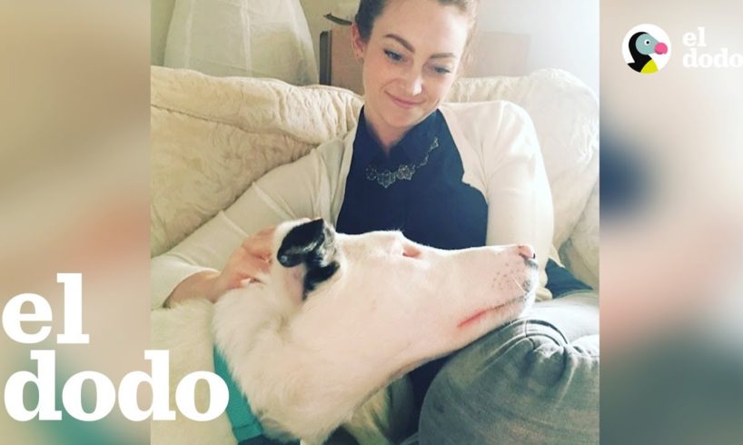 Perrito ciego y sordo empieza a sentirse seguro | El Dodo