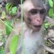 Pets and Animals Channel | The funny baby monkey are playing with their relative