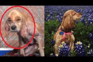 Photos Of RESCUED DOGS: Before & After