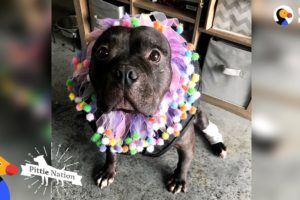 Pit Bull Rescued From Dogfighting Slowly Turns Into The Happiest Pup | The Dodo Pittie Nation