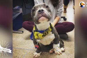 Pittie Puppy Found Tied To Pole LOVES His New Life | The Dodo Pittie Nation