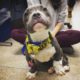 Pittie Puppy Found Tied To Pole LOVES His New Life | The Dodo Pittie Nation