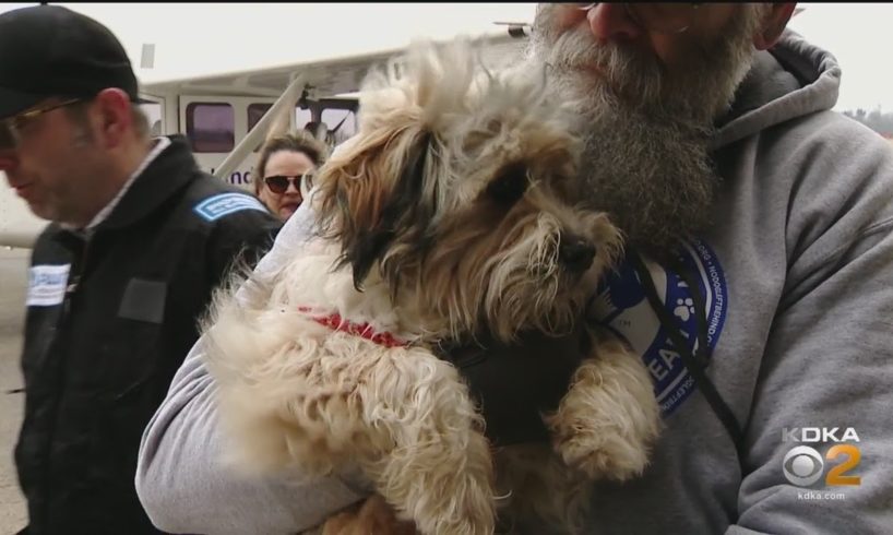 Pittsburgh Aviation Animal Rescue Team Celebrates Milestone