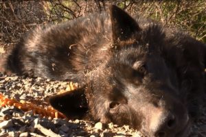 Playing Around With A Wolf - Enrichment for Dogs, Wolfdogs, and other animals