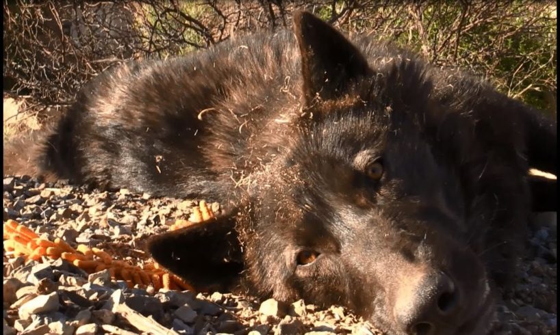 Playing Around With A Wolf - Enrichment for Dogs, Wolfdogs, and other animals