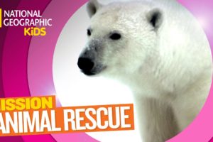 Polar Bears and How to Save Them | MISSION ANIMAL RESCUE