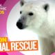 Polar Bears and How to Save Them | MISSION ANIMAL RESCUE