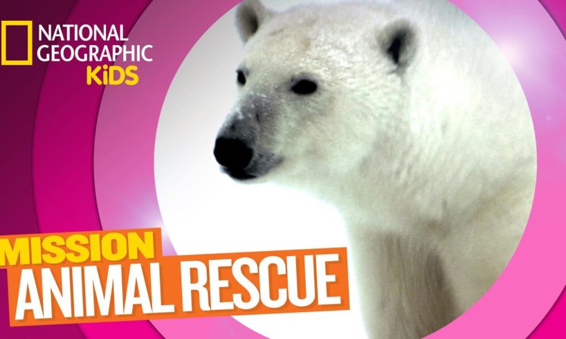 Polar Bears and How to Save Them | MISSION ANIMAL RESCUE