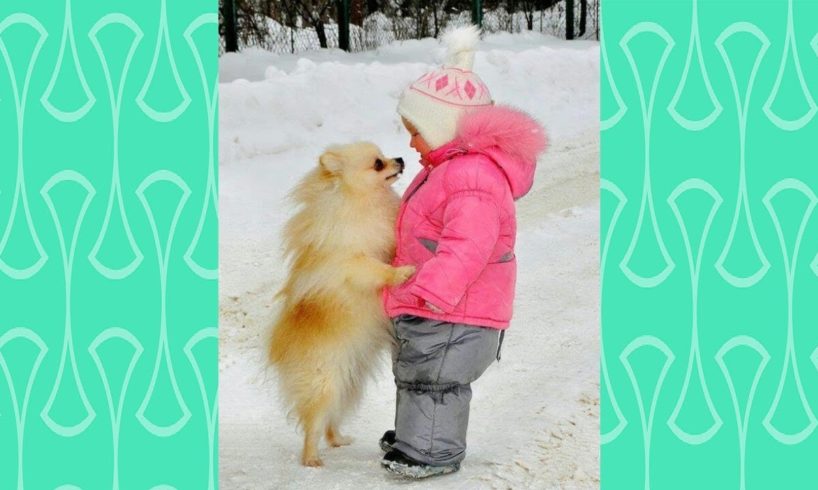 Pomeranian puppy and Baby attracting each other -  Cutest Puppies and babies Videos