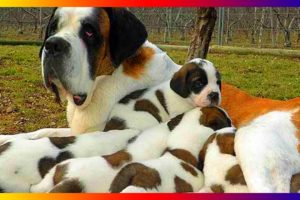 Pregnant Saint Bernards Dog Breeds Giving Birth To Many Cute Puppies