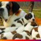 Pregnant Saint Bernards Dog Breeds Giving Birth To Many Cute Puppies
