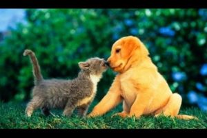 Puppies and Kittens Best Friends Compilation