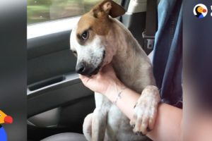 Puppy Thanks Woman Who Rescued Him by Comforting Her | The Dodo