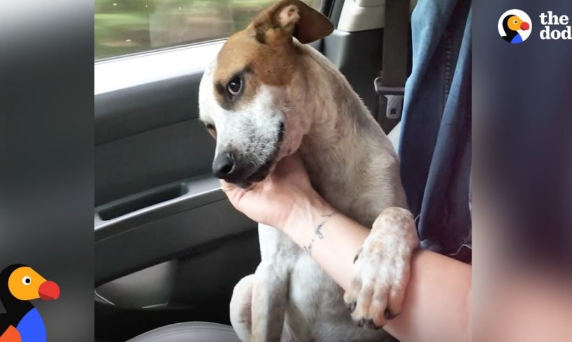 Puppy Thanks Woman Who Rescued Him by Comforting Her | The Dodo