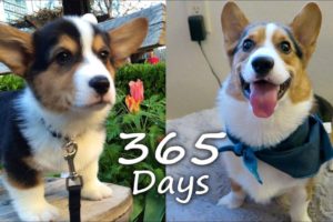 Puppyhood in 365 DAYS: A CORGI PUPPY GROWS UP!