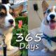 Puppyhood in 365 DAYS: A CORGI PUPPY GROWS UP!