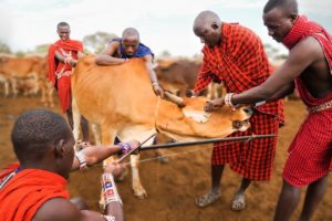 RARE Cow Bleeding ritual in Kenya! (Already Demonetized / Support us on Patreon!)