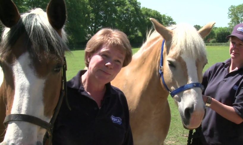 RSPCA Video - Amersham Horses Rescue