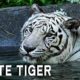 Rare White Tiger Fight   Big Cat Animal Fight