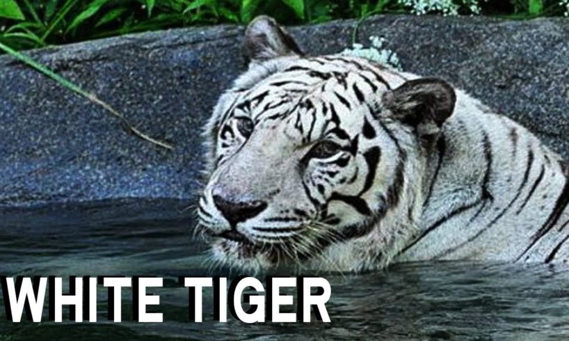 Rare White Tiger Fight   Big Cat Animal Fight