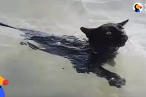 Rescue Cat LOVES Swimming In The Ocean | The Dodo