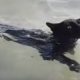 Rescue Cat LOVES Swimming In The Ocean | The Dodo