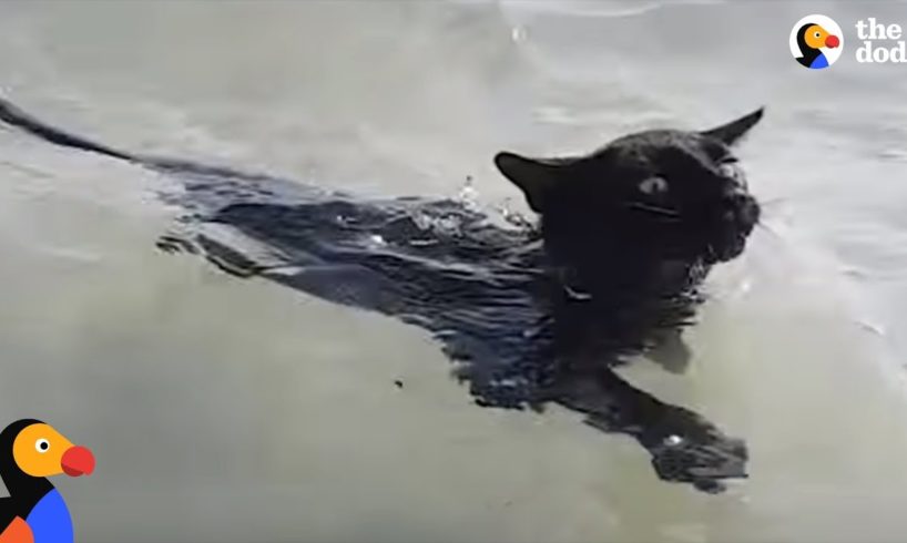 Rescue Cat LOVES Swimming In The Ocean | The Dodo