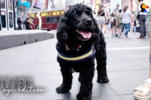 Rescue Dog Loves Being A Spongebob Broadway Star | The Dodo City Pets