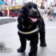 Rescue Dog Loves Being A Spongebob Broadway Star | The Dodo City Pets