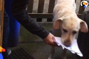 Rescue Dog Loves To Recycle | The Dodo