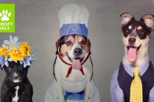 Rescue Dogs Get Dressed Up For Adoption: CUTE AS FLUFF