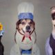 Rescue Dogs Get Dressed Up For Adoption: CUTE AS FLUFF