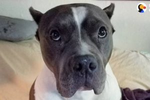 Rescue Pittie Talks To Her Mom Nonstop | The Dodo