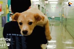 Rescue Puppy Brings Her Family So Much Joy | The Dodo Adoption Day