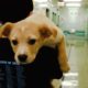 Rescue Puppy Brings Her Family So Much Joy | The Dodo Adoption Day