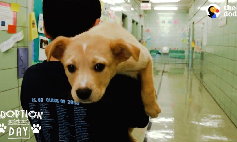 Rescue Puppy Brings Her Family So Much Joy | The Dodo Adoption Day