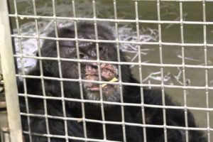 Rescue of Iris the Chimpanzee | PETA Animal Rescues