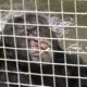 Rescue of Iris the Chimpanzee | PETA Animal Rescues