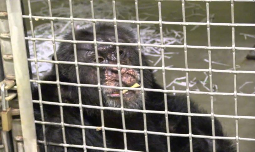 Rescue of Iris the Chimpanzee | PETA Animal Rescues